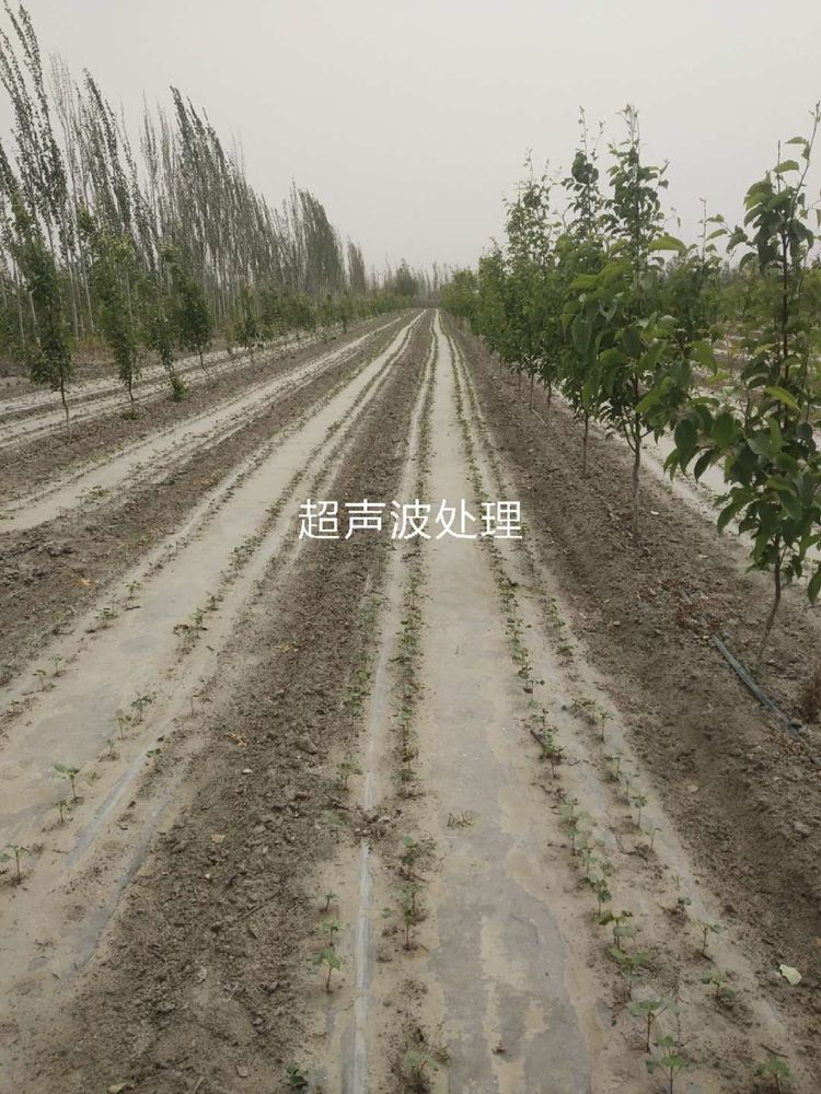 新疆省库尔勒市棉花种植田间调查观摩会