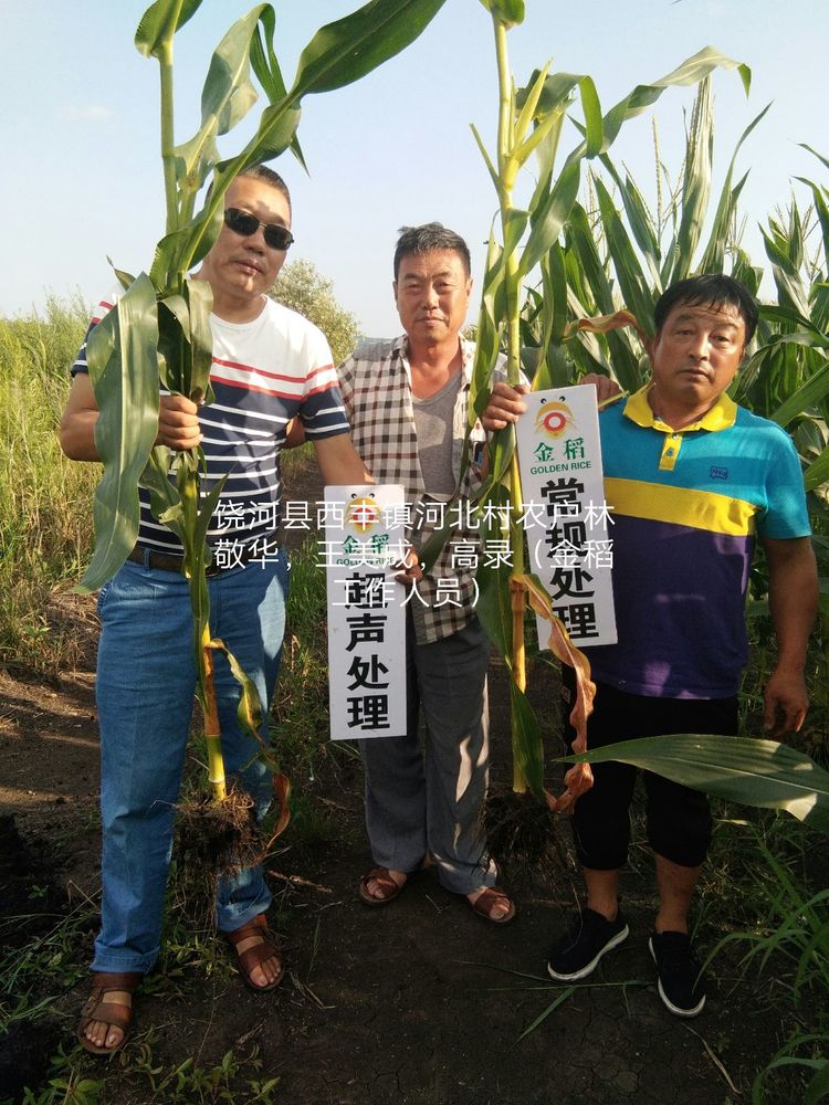 黑龙江双鸭山市与佳木斯市的超声波玉米、水稻种植田调查