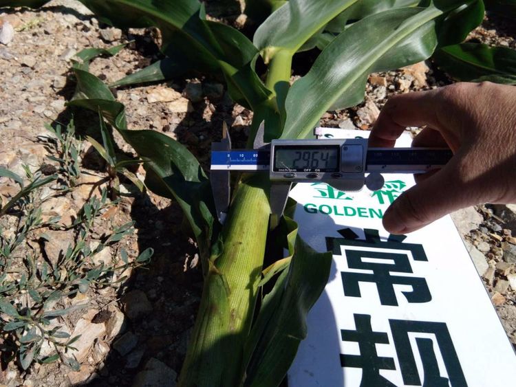 黑龙江双鸭山市与佳木斯市的超声波玉米、水稻种植田调查