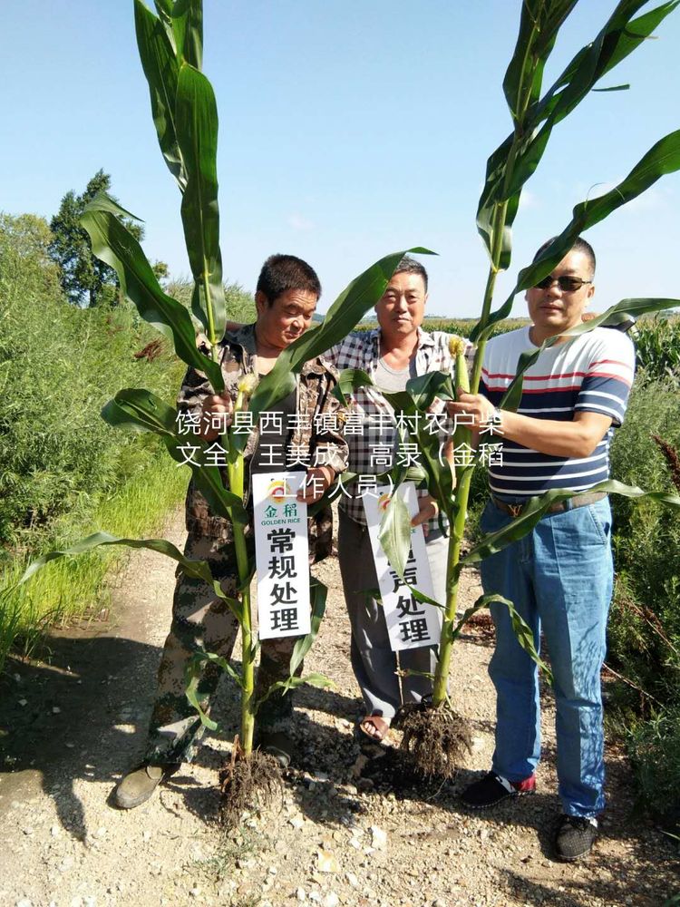 黑龙江双鸭山市与佳木斯市的超声波玉米、水稻种植田调查