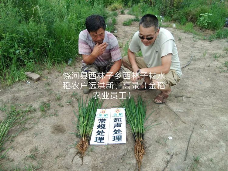 黑龙江双鸭山市与佳木斯市的超声波玉米、水稻种植田调查