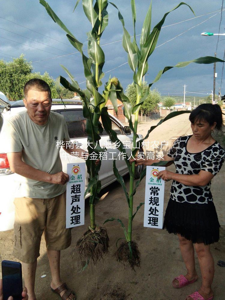 黑龙江双鸭山市与佳木斯市的超声波玉米、水稻种植田调查