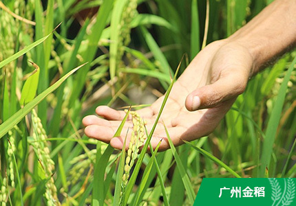 聚焦“十三五”规划:农业改革“箭在弦上”